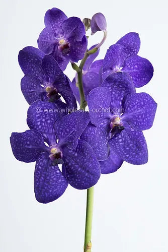 Prebook BULK - Purple BLUE Vanda Orchid Fresh Cut Flowers