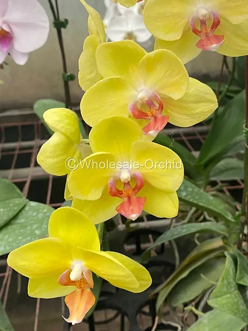 Prebook BULK - Yellow Phalaenopsis Orchid Fresh Cut Flowers