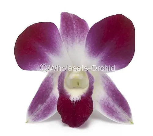 Prebook BULK - Purple Sonia Variegated Bombay Dendrobium Orchid Fresh Cut Flowers (NO VASE)