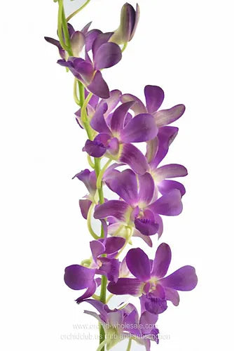Prebook BULK - Viola Ice Blue Ocean Lavender Dendrobim Orchid Fresh Cut Flowers (NO VASE)