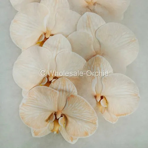Prebook BULK - DYED Apricot Phalaenopsis Orchid Fresh Cut Flowers