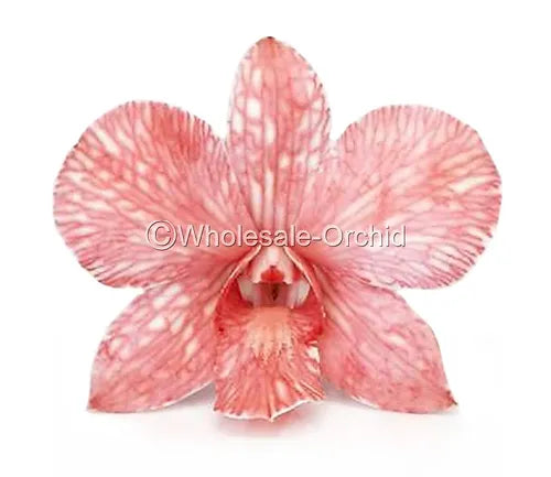 Prebook BULK - LIGHT RED White-DYED Dendrobium Orchid Fresh Cut Flowers (NO VASE)