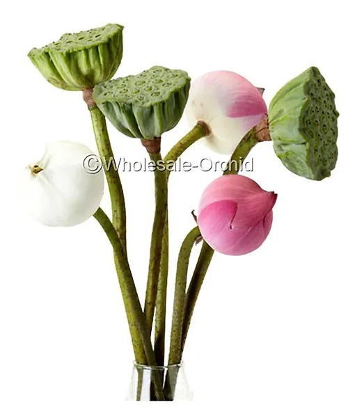 Prebook BULK - 60 PINK LOTUS Fresh Cut Flowers
