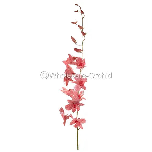 Prebook BULK - LIGHT RED White-DYED Dendrobium Orchid Fresh Cut Flowers (NO VASE)