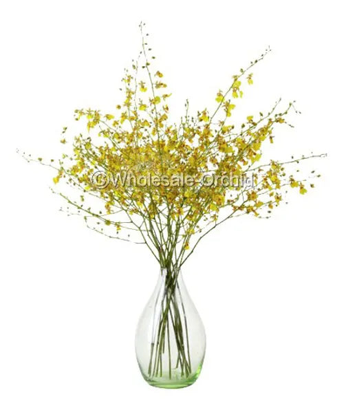 Oncidium Dancing-lady Orchid Fresh Cut Flowers