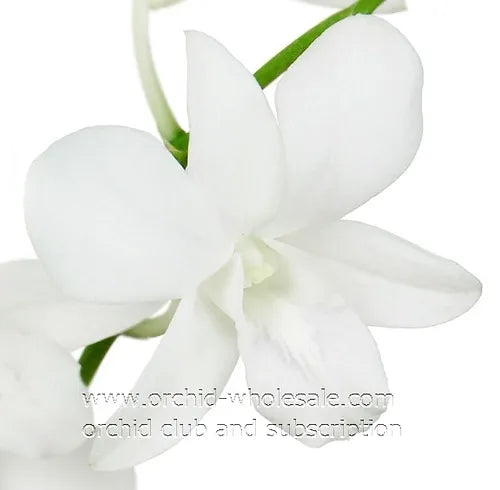 Prebook BULK - WHITE Dendrobium Orchid Fresh Cut Flowers (NO VASE)