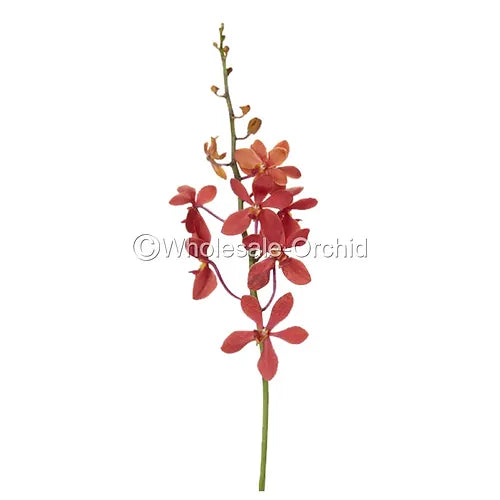 Prebook BULK - RED Mokara Orchid Fresh Cut Flowers (NO VASE)