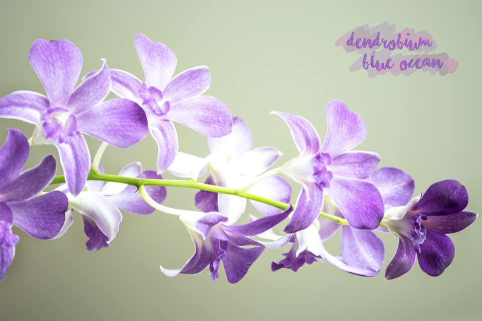 Prebook 100 Violet Viola Purple Blue Ocean Fresh Cut Dendrobium Orchid Loose Bloom