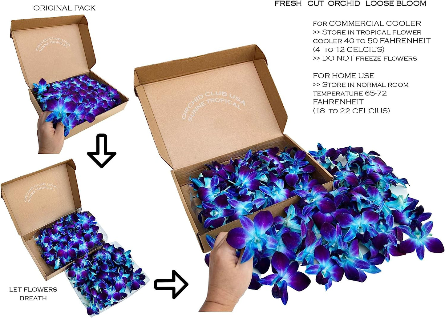 IN STOCK - 100 Blue Sonia Dyed Fresh Cut Dendrobium Orchid Loose Bloom