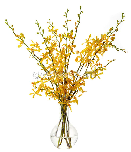Prebook Aranthera Orchid Yellow Fresh Cut Flowers BULK (NO VASE)