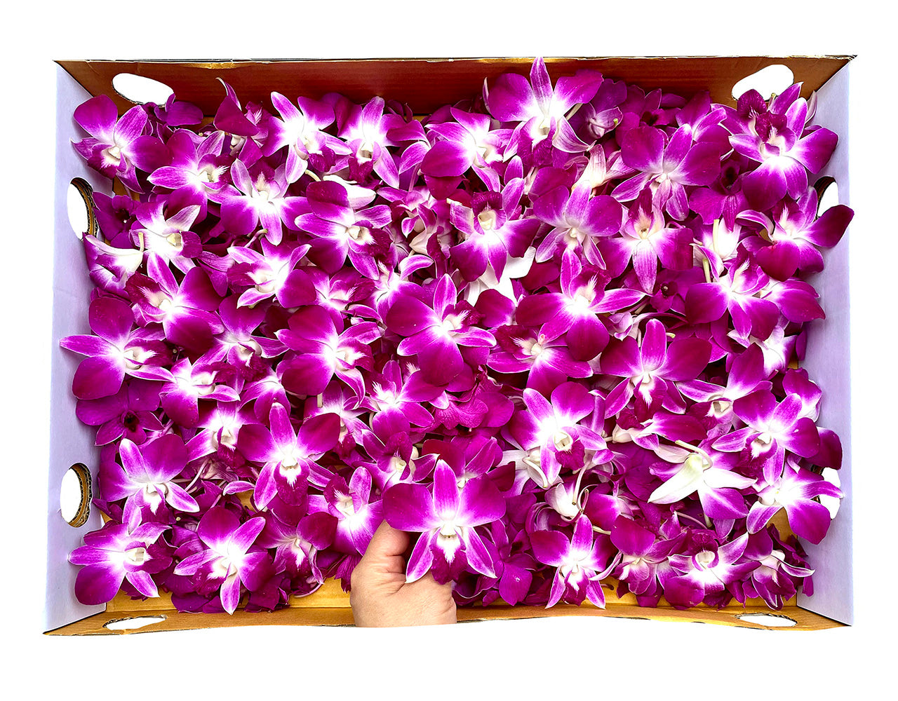 Prebook 1000 Purple Sonia Fresh Cut Dendrobium Orchid Loose Bloom