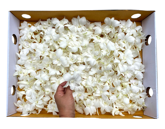 Prebook 1000 White Fresh Cut Dendrobium Orchid Loose Bloom