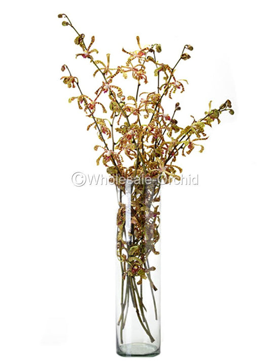 Prebook Aranthera Orchid Tiger Maggie Oei Fresh Cut Flowers BULK (NO VASE)