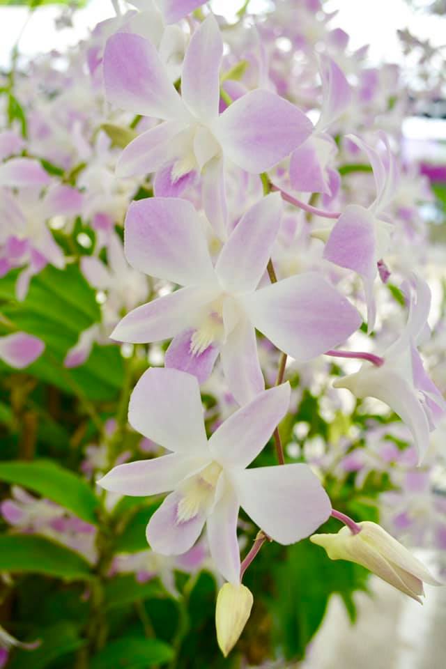 Prebook 100 Blush Pink Fresh Cut Flowers Loose Bloom Orchid Dendrobium