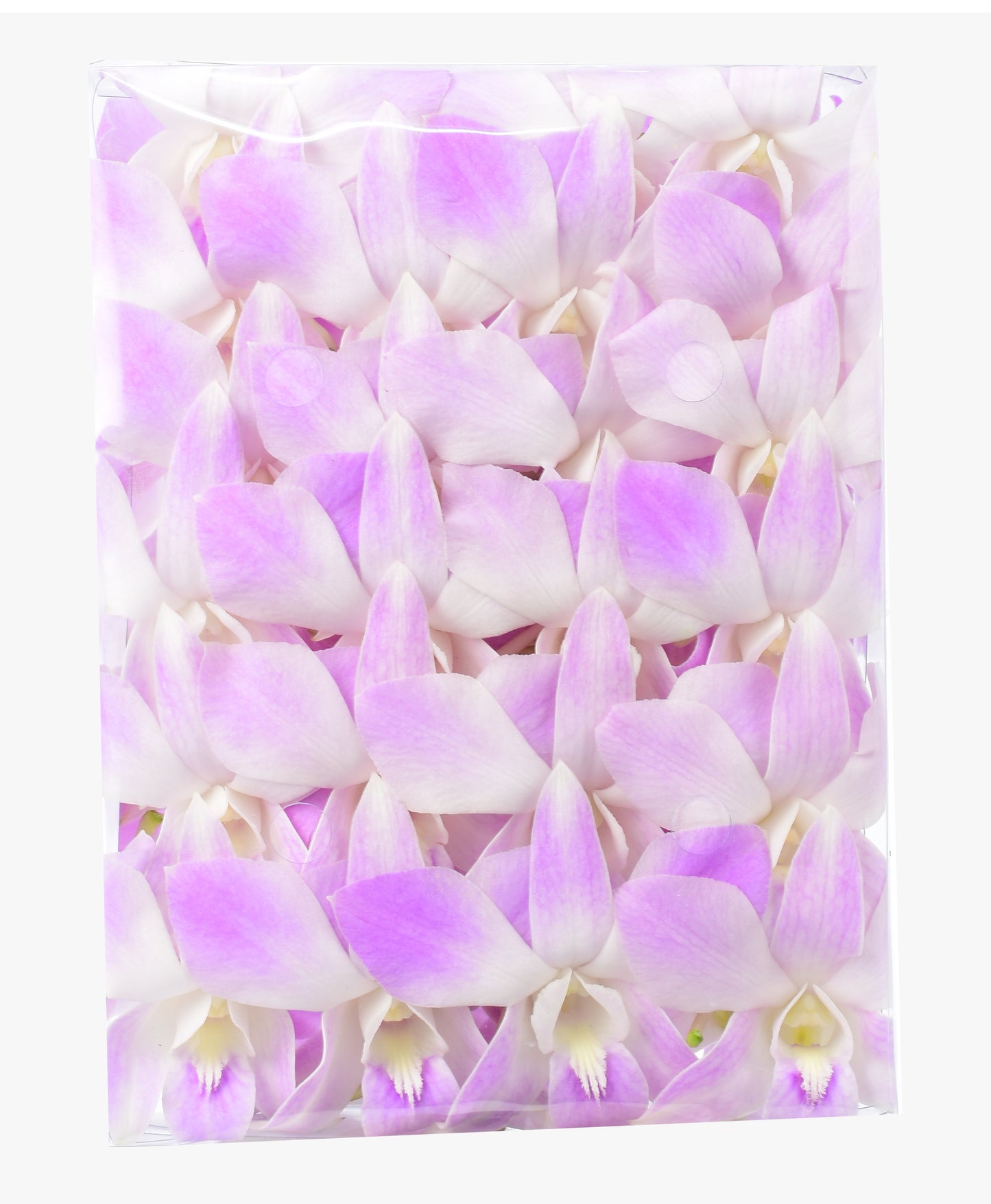 Prebook 100 Light Pink Miss Teen Fresh Cut Dendrobium Orchid Loose Bloom
