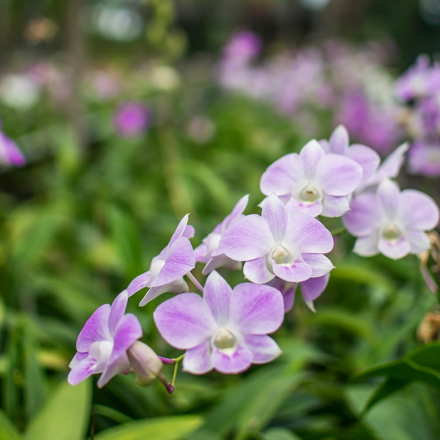 Prebook 100 Blush Pink Fresh Cut Flowers Loose Bloom Orchid Dendrobium