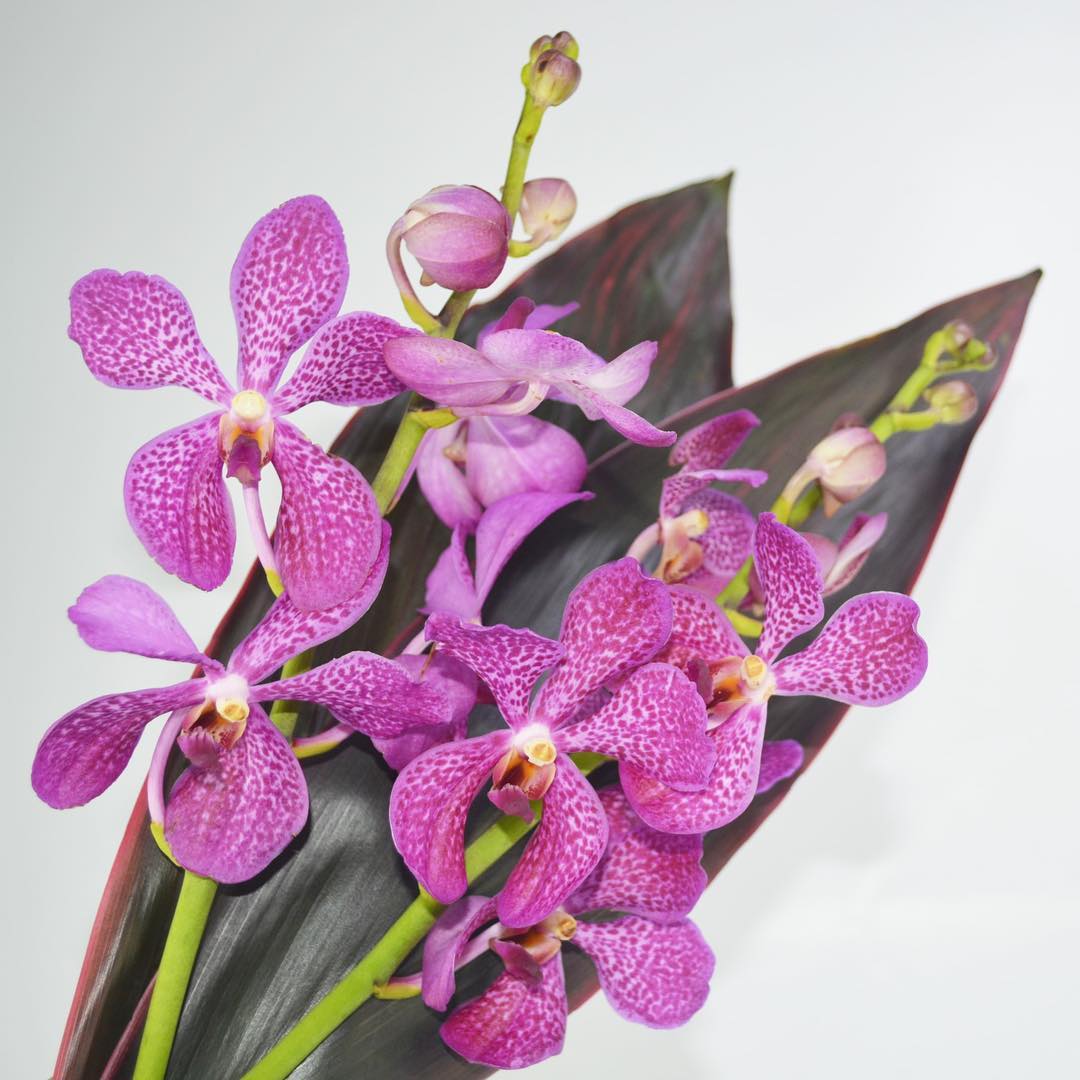 Prebook Purple Bouquet Fresh Cut MOKARA Orchid Seasonal Farm's Choice