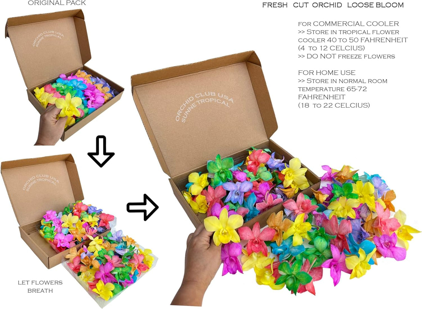 Prebook 100 YELLOW DYED-White-Orchid Fresh Cut Flowers Loose Bloom Orchid Dendrobium