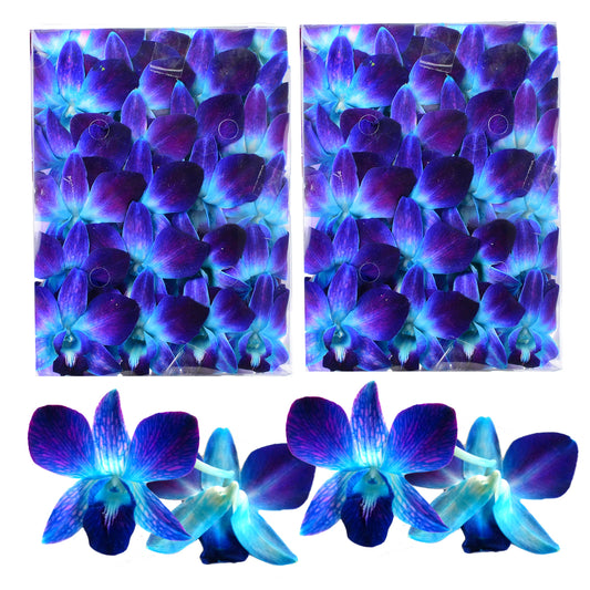 100 Blue Orchid Loose Bloom Subscription Fresh Cut Flowers