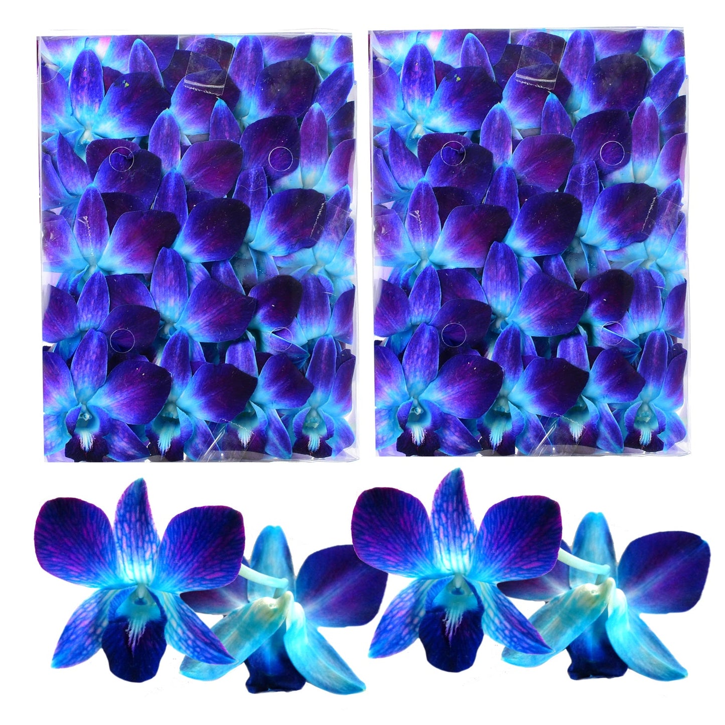 Prebook 100 BLUE DYED-Sonia-Orchid Fresh Cut Flowers Loose Bloom Orchid Dendrobium