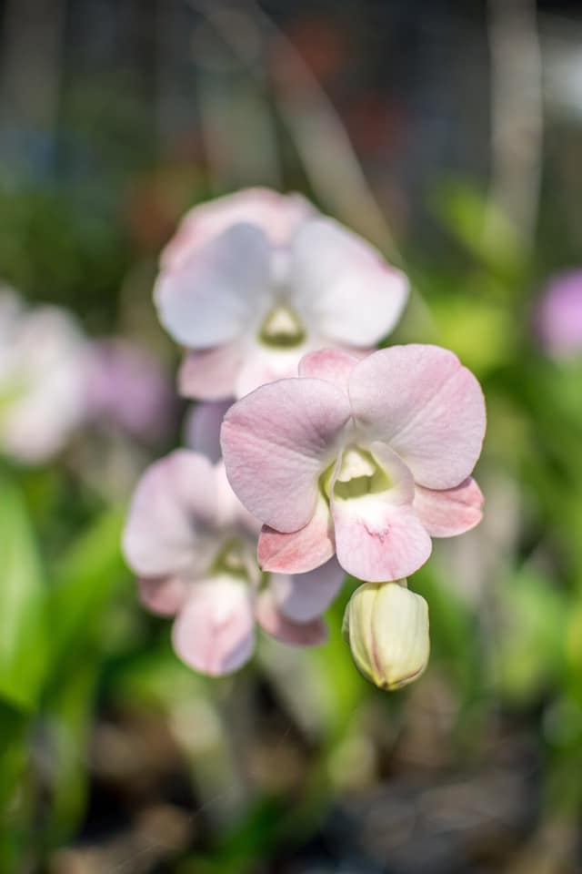 Prebook 100 Peach Neva Marco Polo Fresh Cut Dendrobium Orchid Loose Bloom