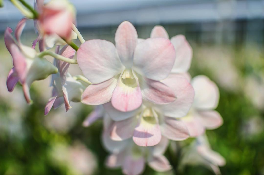 Prebook 100 Peach Neva Marco Polo Fresh Cut Dendrobium Orchid Loose Bloom