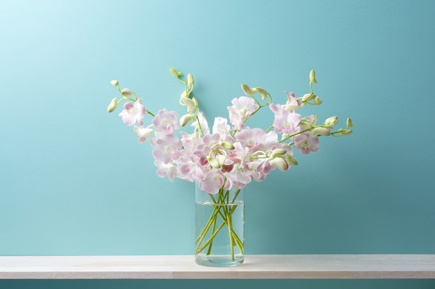 Prebook 100 Peach Neva Marco Polo Fresh Cut Dendrobium Orchid Loose Bloom