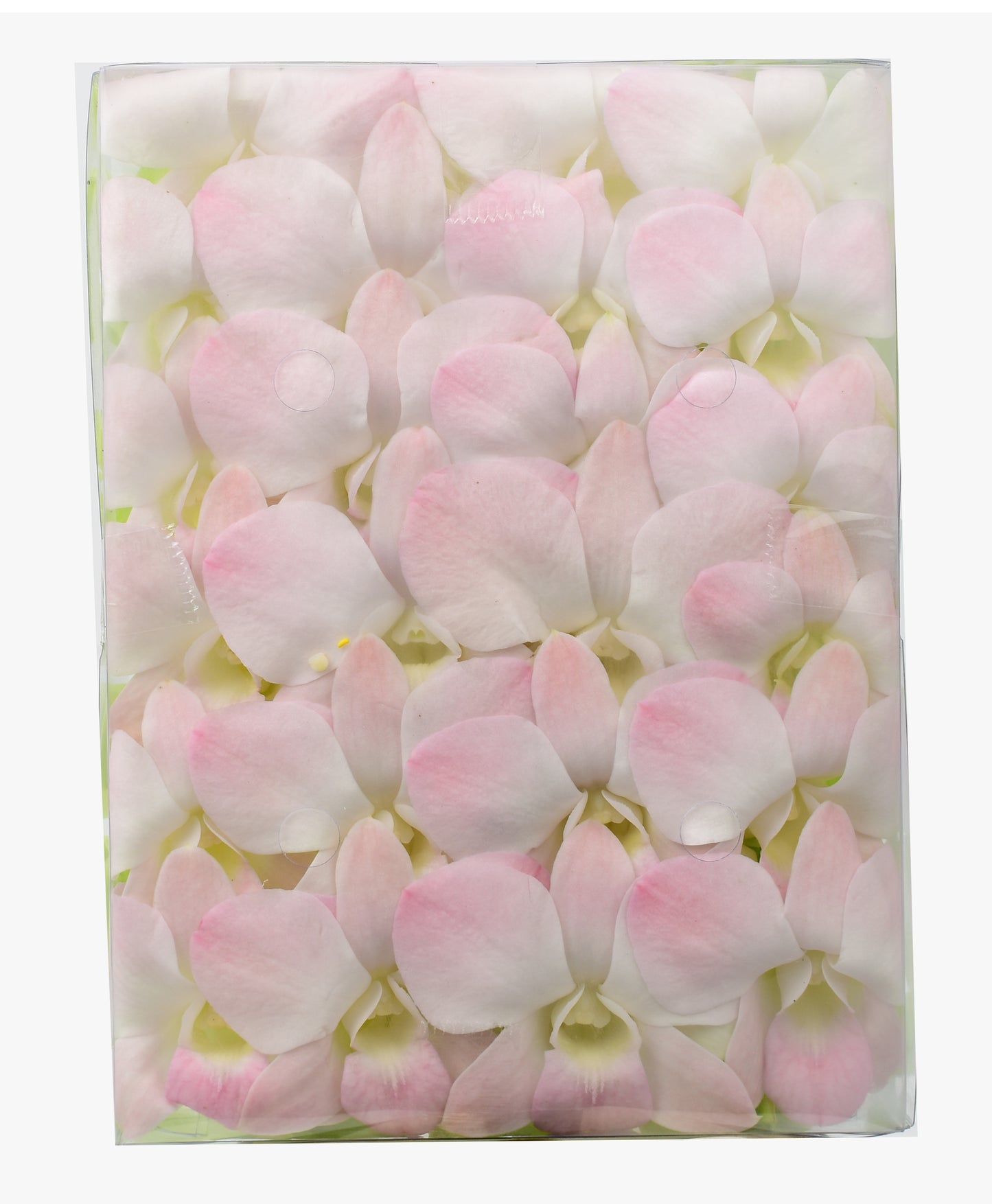 Prebook 100 Peach Neva Marco Polo Fresh Cut Dendrobium Orchid Loose Bloom