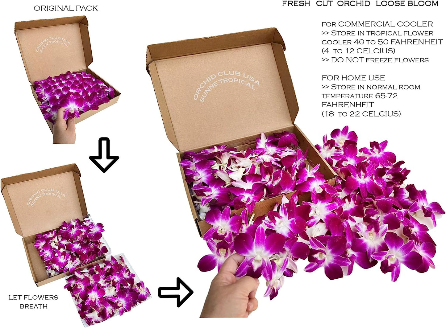 Prebook 1000 Purple Sonia Fresh Cut Dendrobium Orchid Loose Bloom