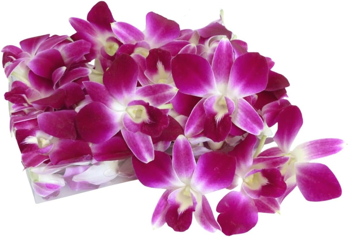 SOUTH FLORIDA ONLY - 100 Purple Bombay Fresh Cut Dendrobium Orchid Loose Bloom