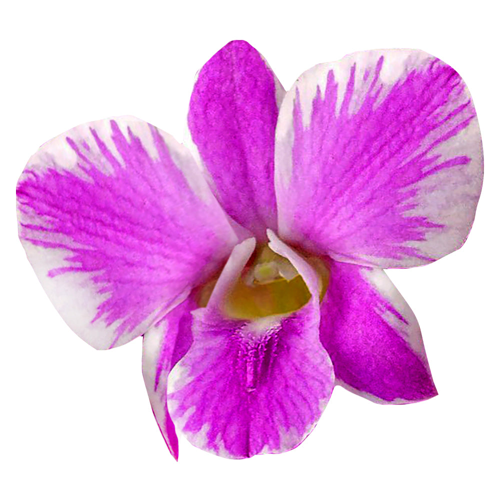 Prebook 100 Queen Fairy Novelty Variety "Queensland" Fresh Cut Flowers Loose Bloom Orchid Dendrobium