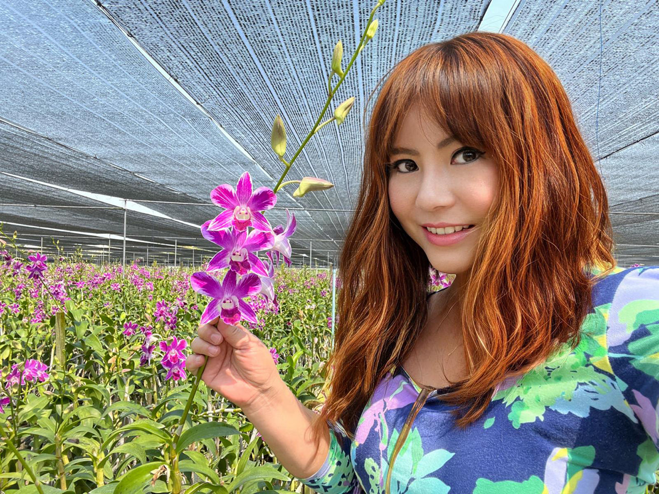 Prebook 100 Queen Butterfly Novelty Variety "SPLASH" Fresh Cut Flowers Loose Bloom Orchid Dendrobium