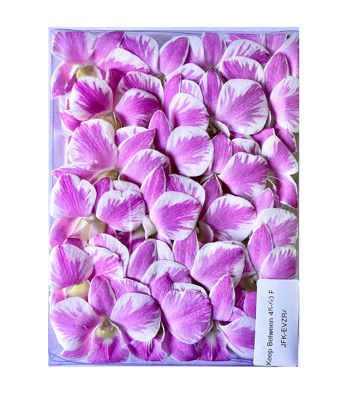 Prebook 100 Queen Fairy Novelty Variety "Queensland" Fresh Cut Flowers Loose Bloom Orchid Dendrobium