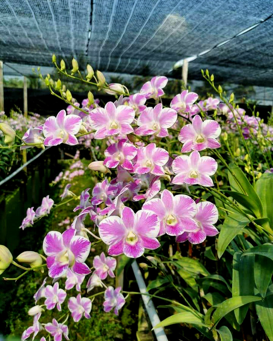 Prebook 100 Queen Fairy Novelty Variety "Queensland" Fresh Cut Flowers Loose Bloom Orchid Dendrobium