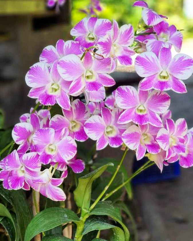 Prebook 100 Queen Fairy Novelty Variety "Queensland" Fresh Cut Flowers Loose Bloom Orchid Dendrobium