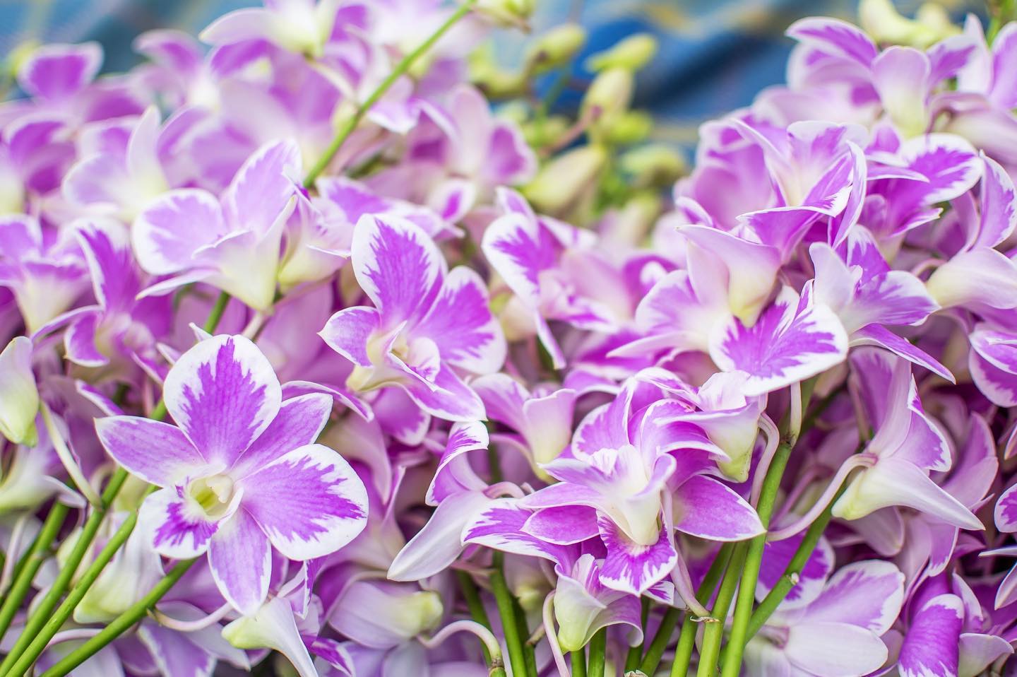 Prebook 100 Queen Fairy Novelty Variety "Queensland" Fresh Cut Flowers Loose Bloom Orchid Dendrobium