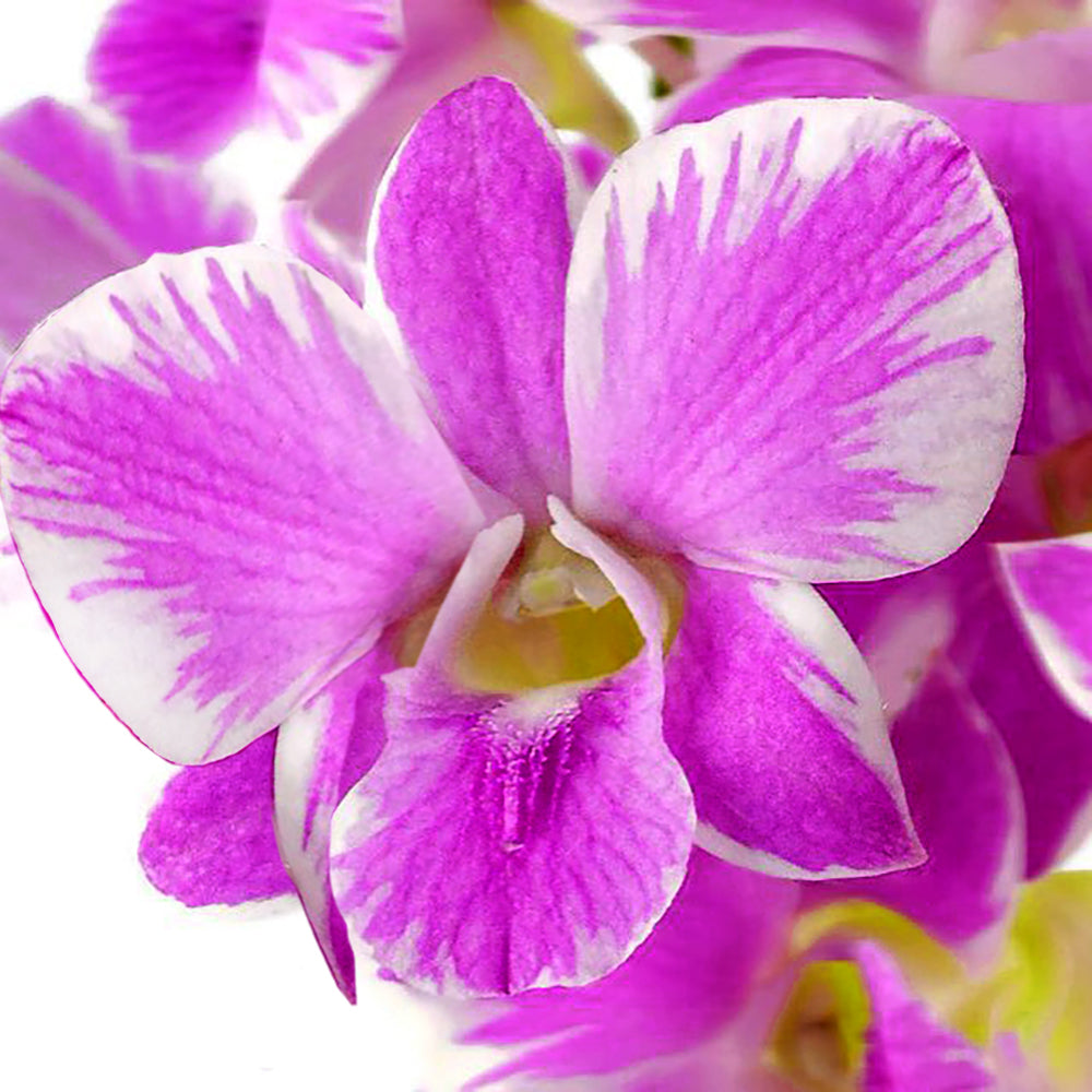 Prebook 100 Queen Fairy Novelty Variety "Queensland" Fresh Cut Flowers Loose Bloom Orchid Dendrobium