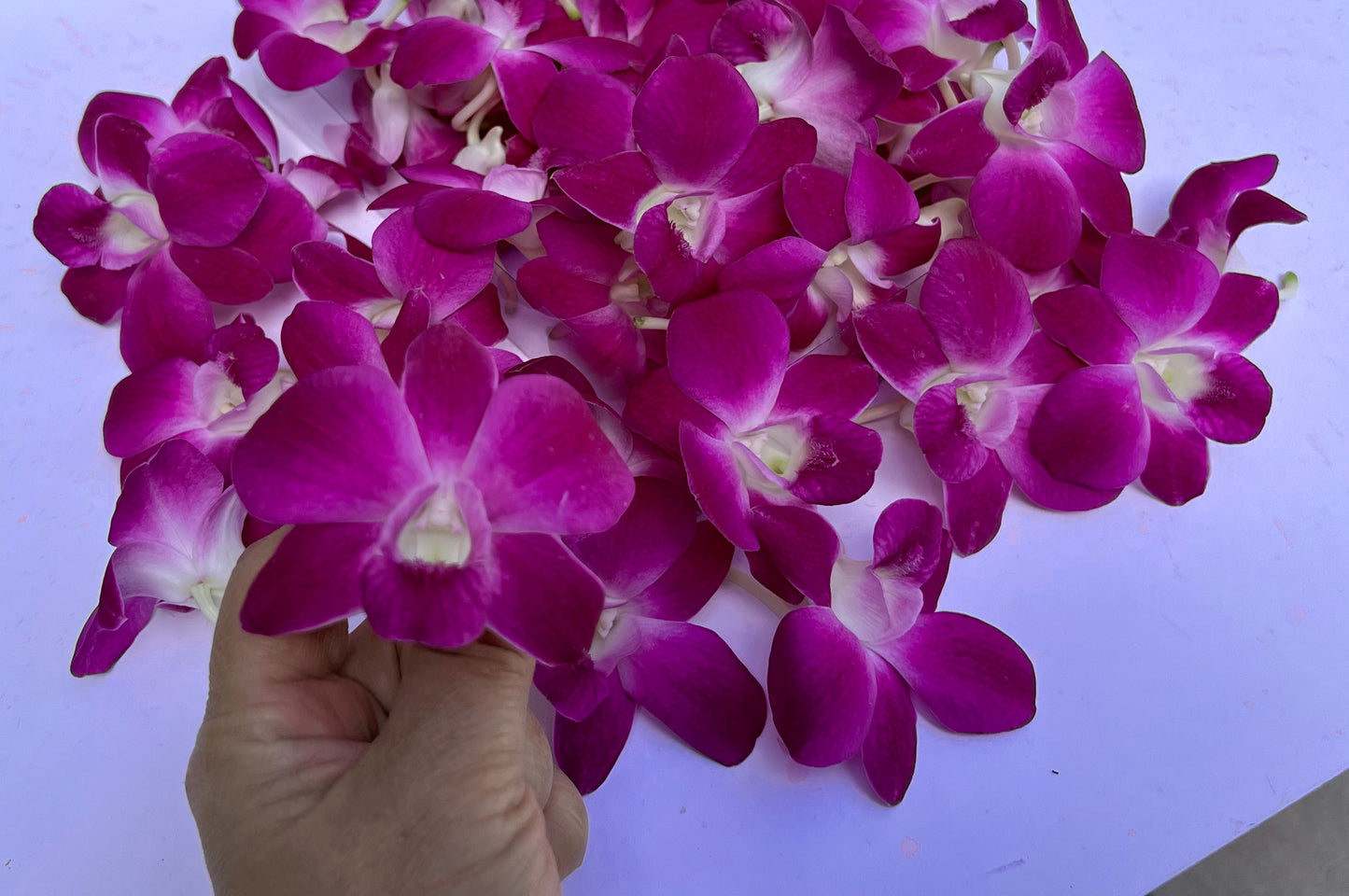 Prebook 100 Natural Queen Pink Fresh Cut Flowers Loose Bloom Orchid Dendrobium