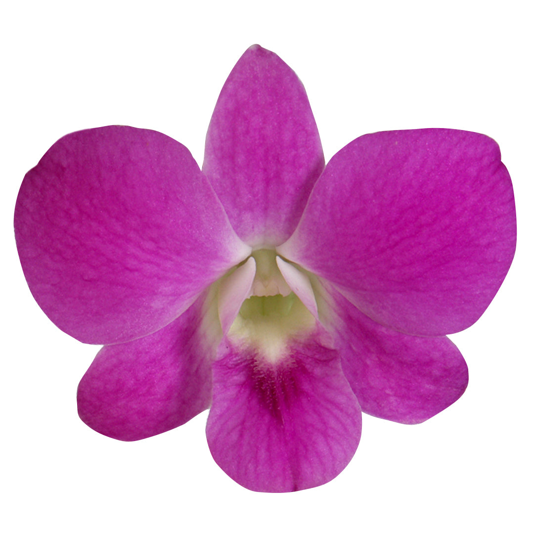Prebook 100 Natural Queen Pink Fresh Cut Flowers Loose Bloom Orchid Dendrobium
