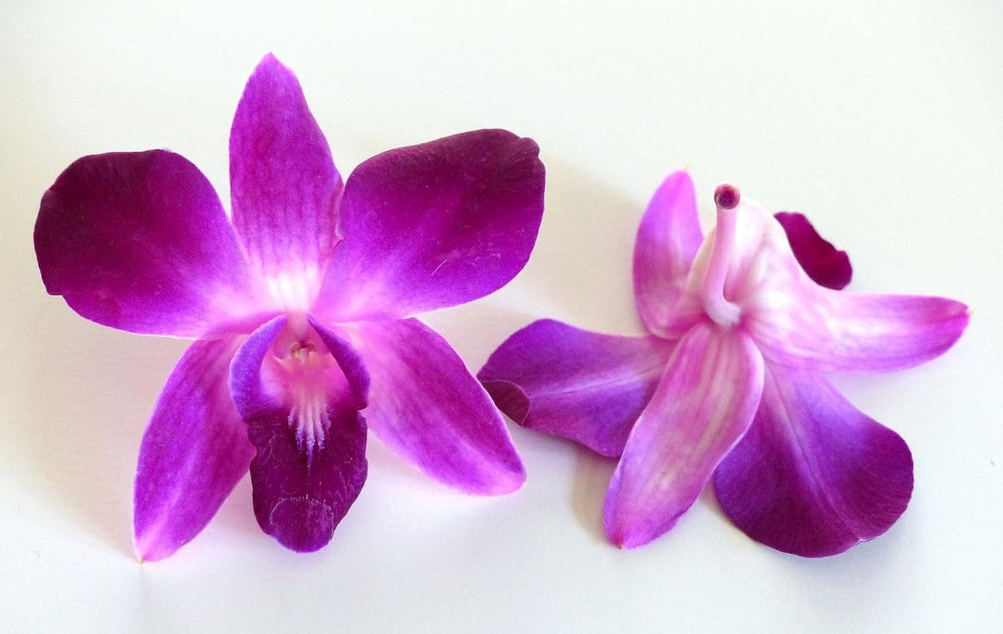 IN STOCK - 50 Rainbow Bless Fresh Cut Dendrobium Orchid Loose Bloom