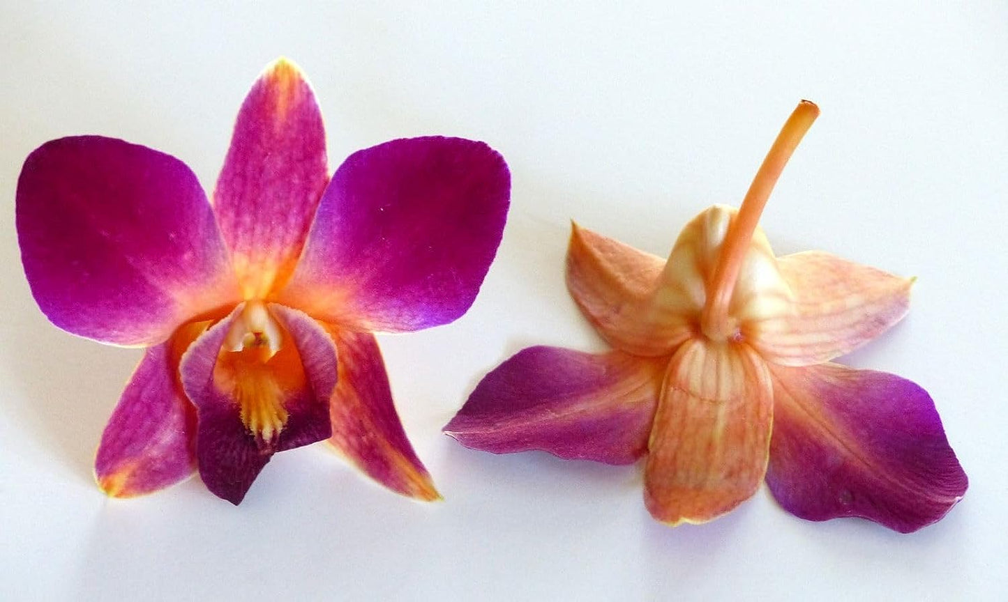 IN STOCK - 50 Rainbow Bless Fresh Cut Dendrobium Orchid Loose Bloom