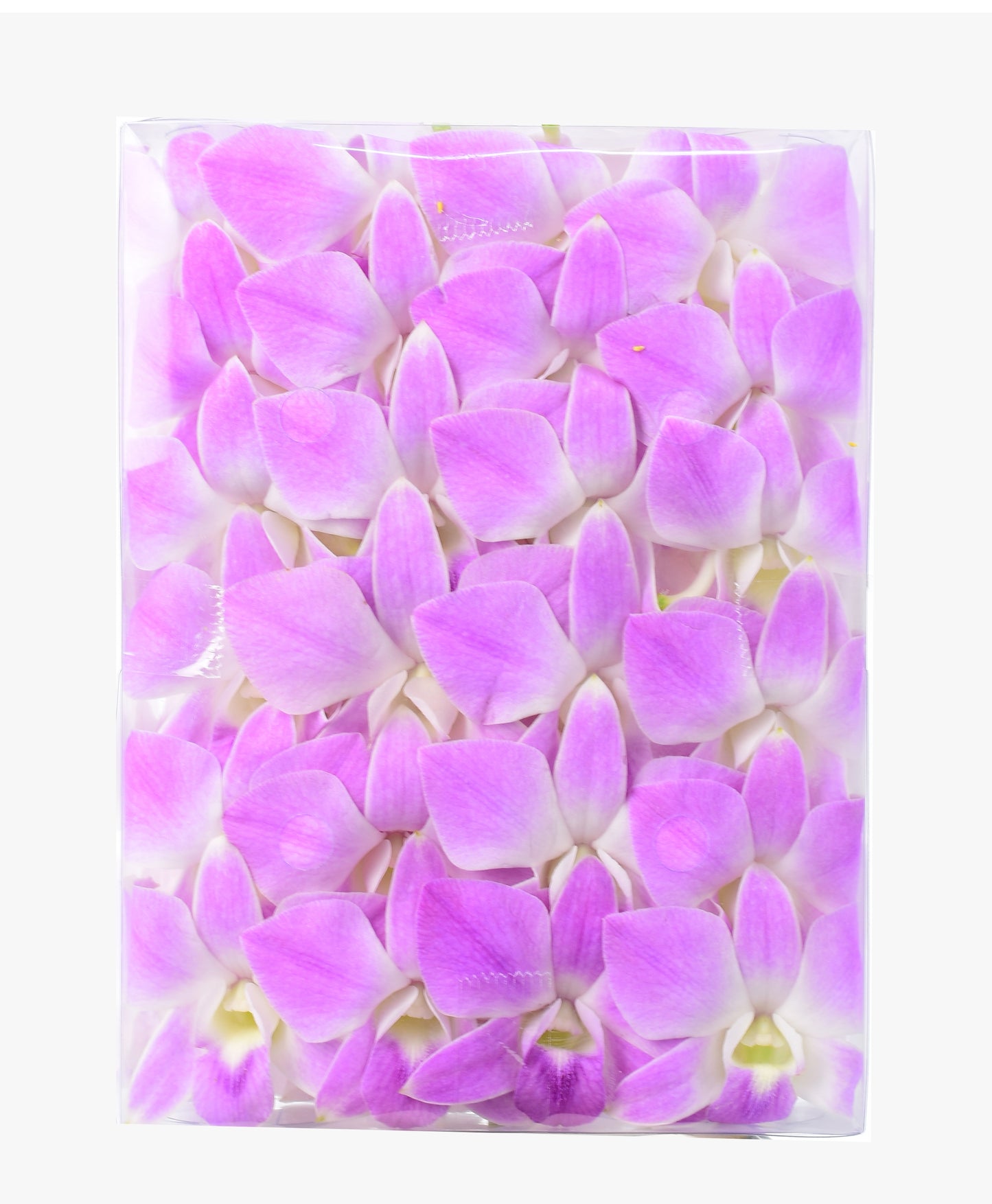 Prebook 100 Baby Pink Sakura Anna Fresh Cut Dendrobium Orchid Loose Bloom