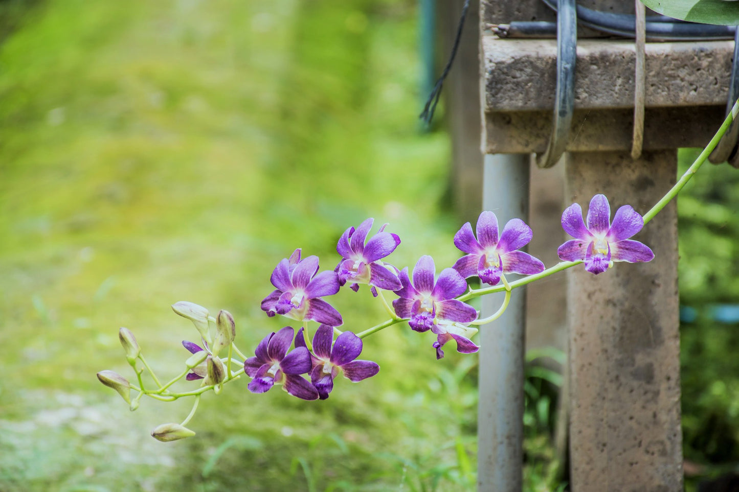 Prebook 100 Violet Viola Purple Blue Ocean Fresh Cut Dendrobium Orchid Loose Bloom