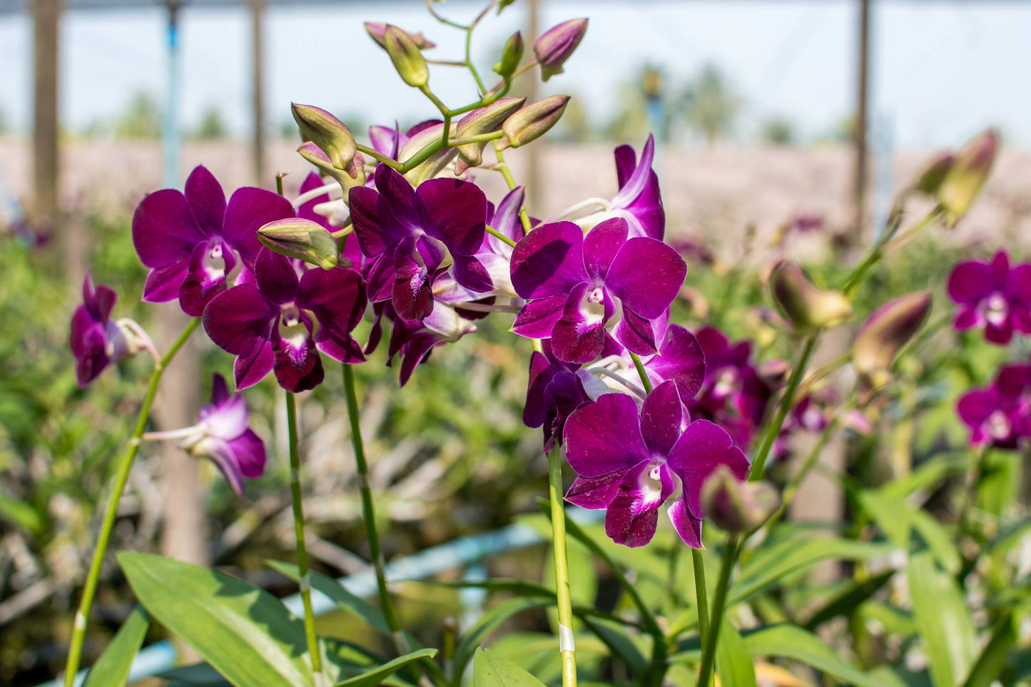 Prebook 100 Burgundy Dark Purple Maroon Miss Singapore Fresh Cut Dendrobium Orchid Loose Bloom