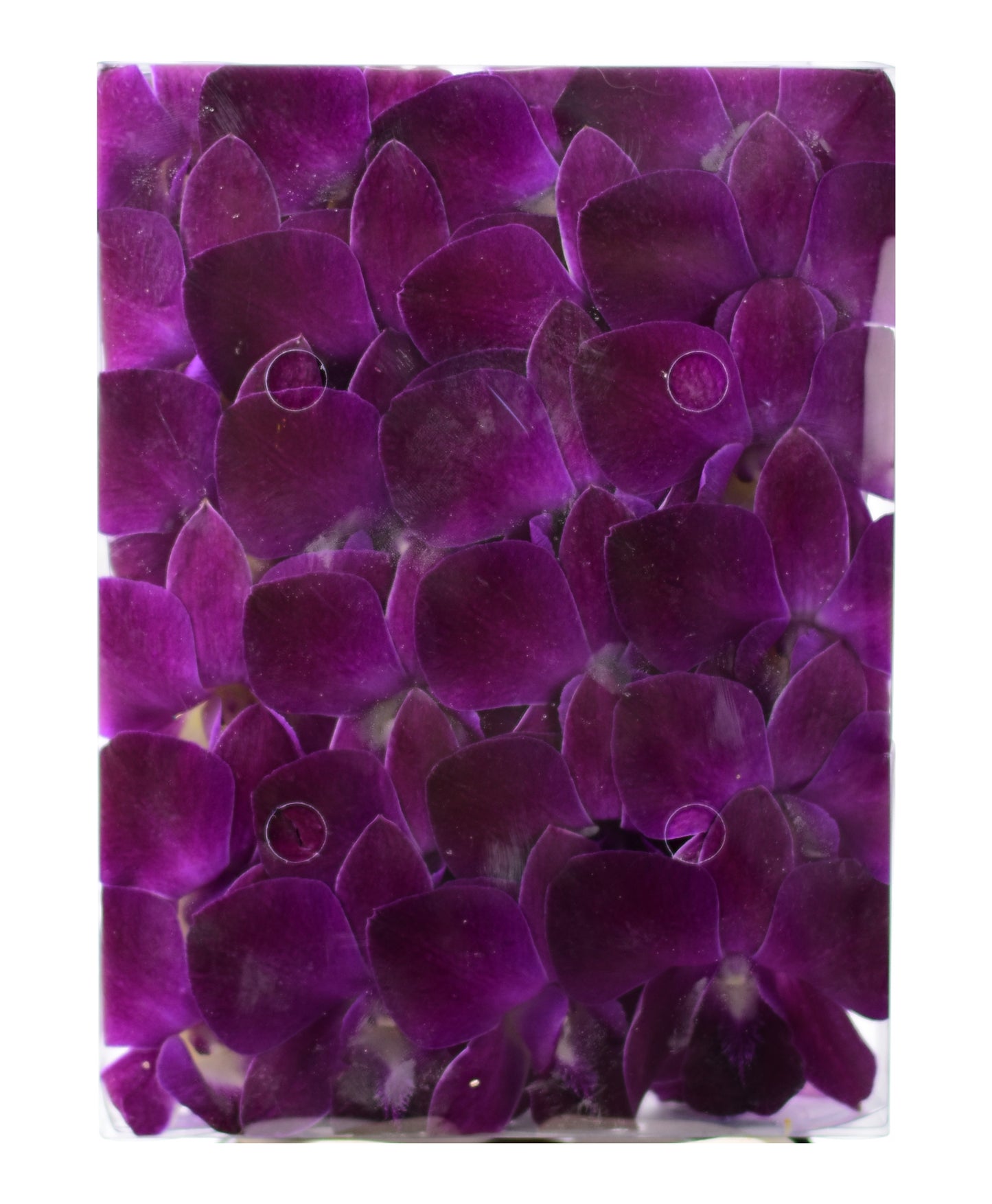 Prebook 100 Burgundy Dark Purple Maroon Miss Singapore Fresh Cut Dendrobium Orchid Loose Bloom