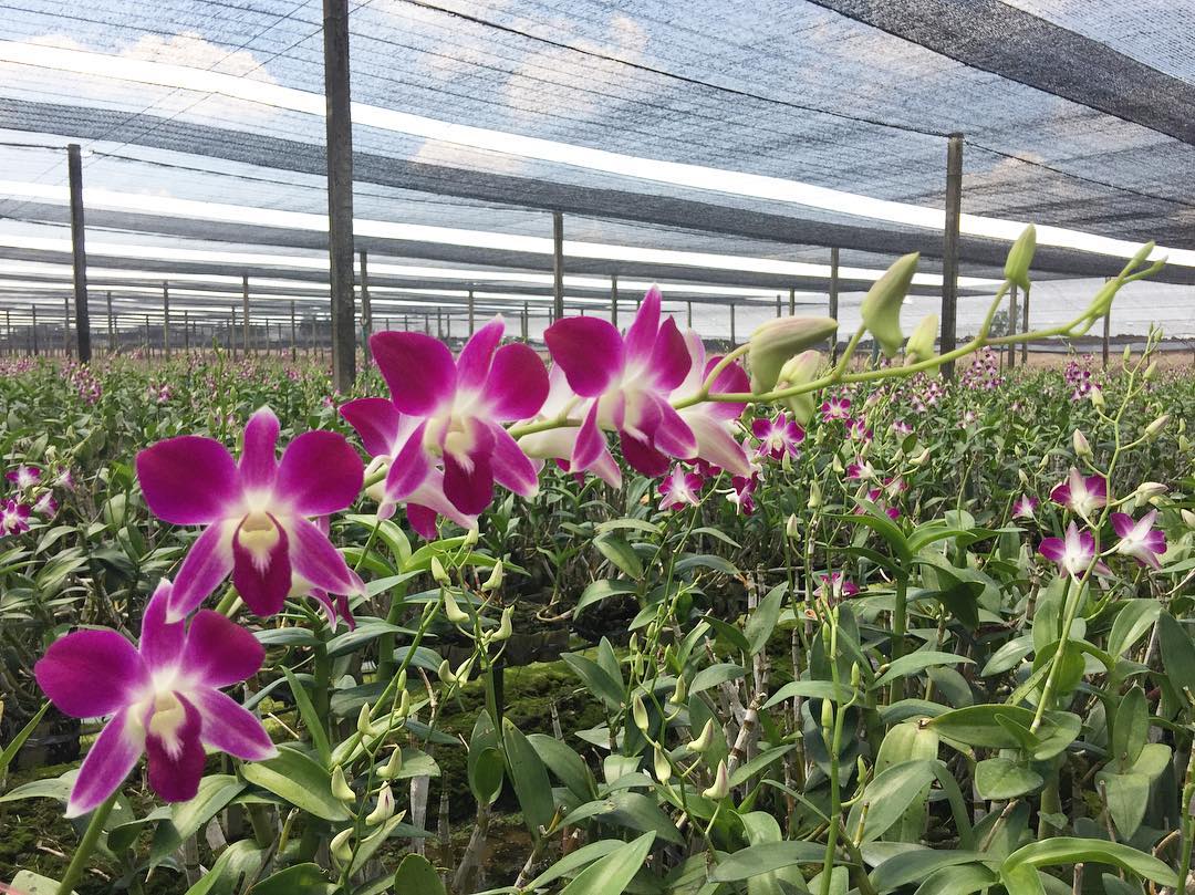 Prebook 100 Purple Bombay Sonia Classic Fresh Cut Dendrobium Orchid Loose Bloom