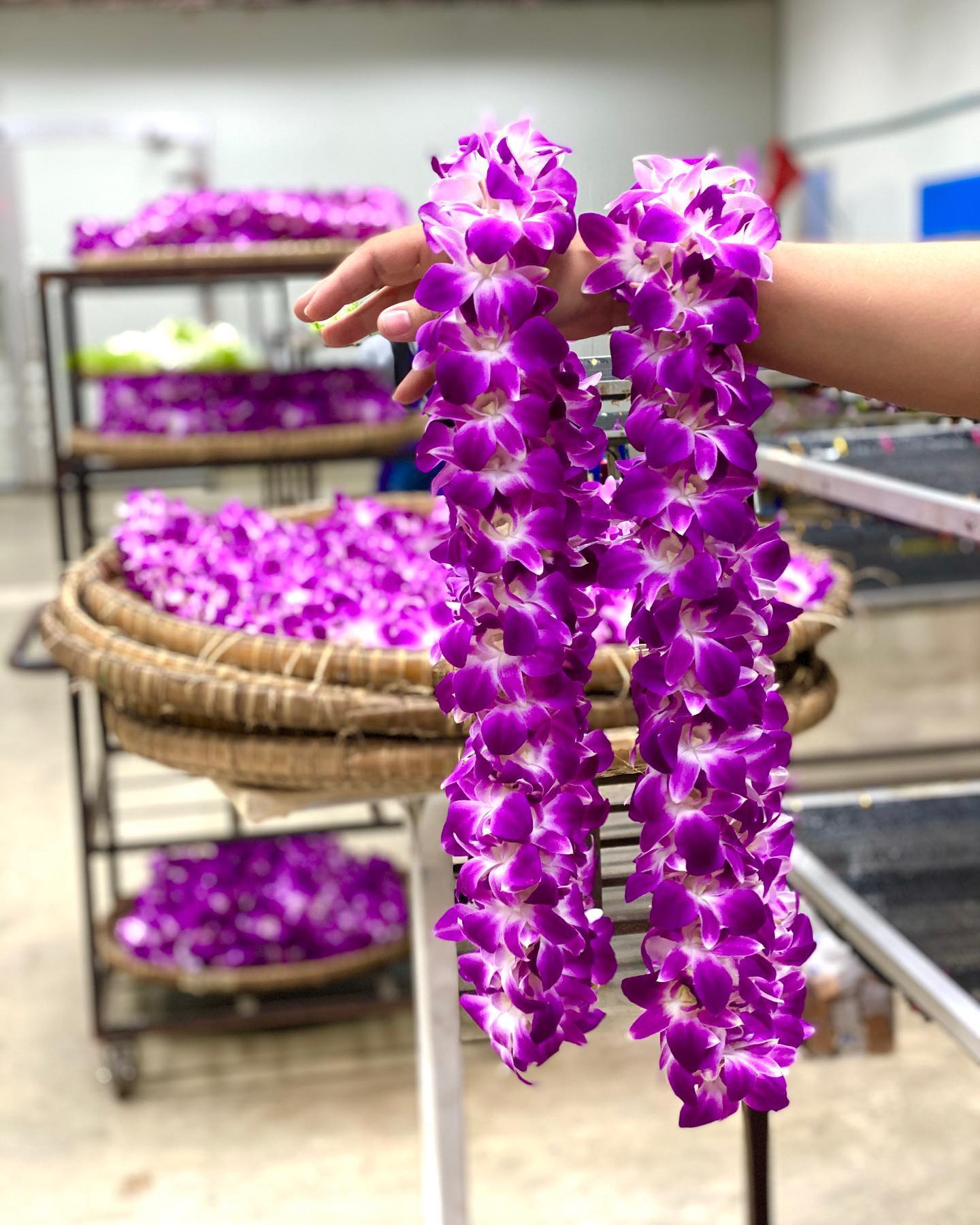 Prebook 100 Purple Bombay Sonia Classic Fresh Cut Dendrobium Orchid Loose Bloom