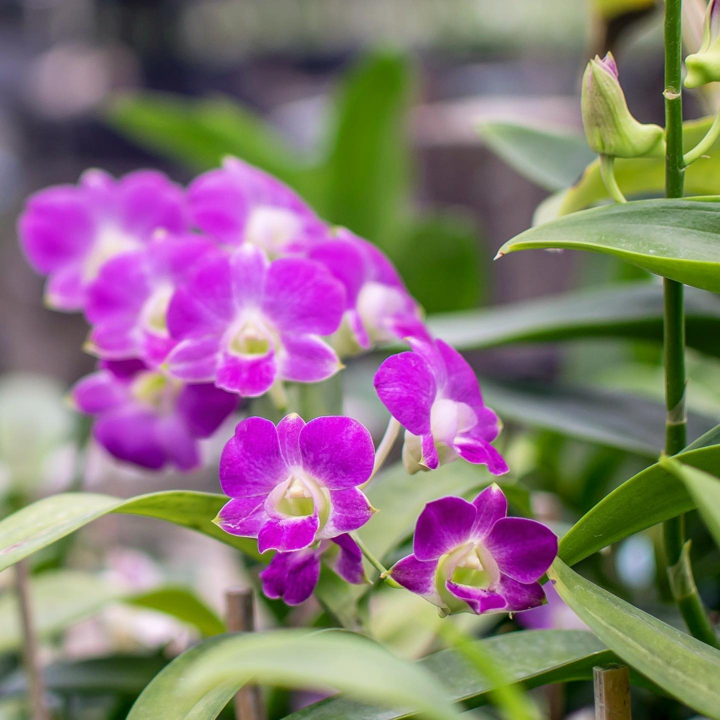 Prebook 100 Natural Queen Pink Fresh Cut Flowers Loose Bloom Orchid Dendrobium