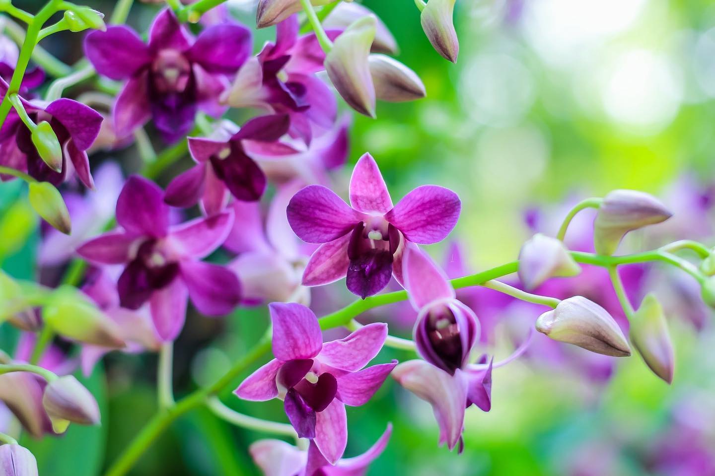 Prebook 100 Violet Viola Purple Blue Ocean Fresh Cut Dendrobium Orchid Loose Bloom