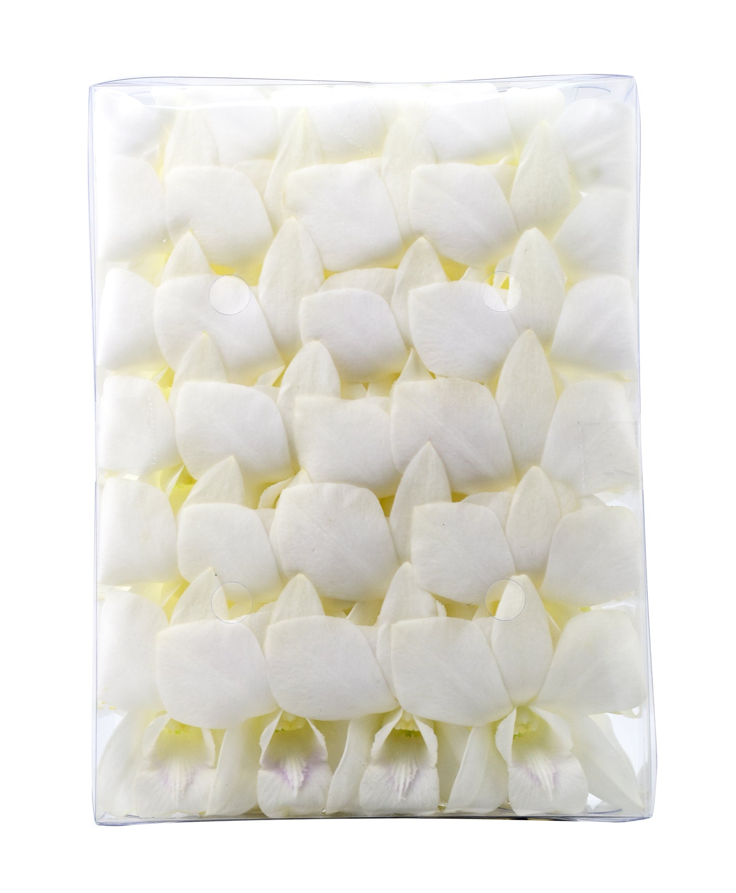 Prebook 100 White Fresh Cut Dendrobium Orchid Loose Bloom